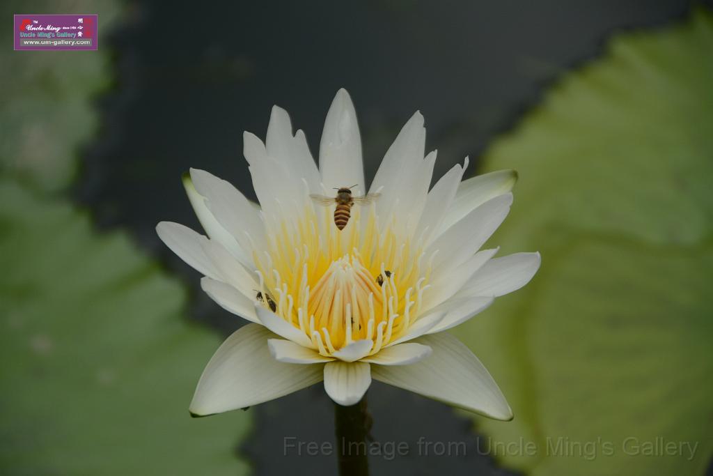 20180618lotus-hunghu_DSC_1624.JPG