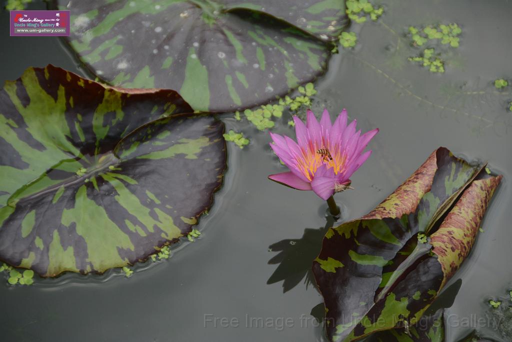 20180618lotus-hunghu_DSC_1629.JPG