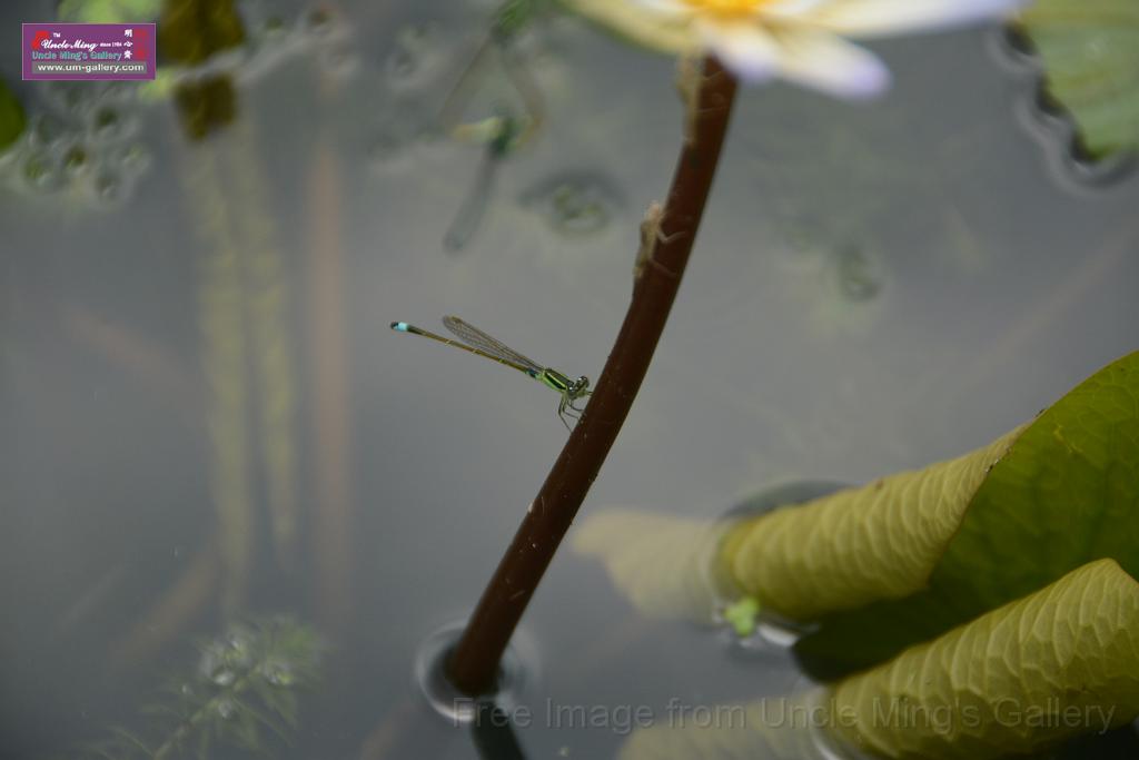 20180618lotus-hunghu_DSC_1634.JPG