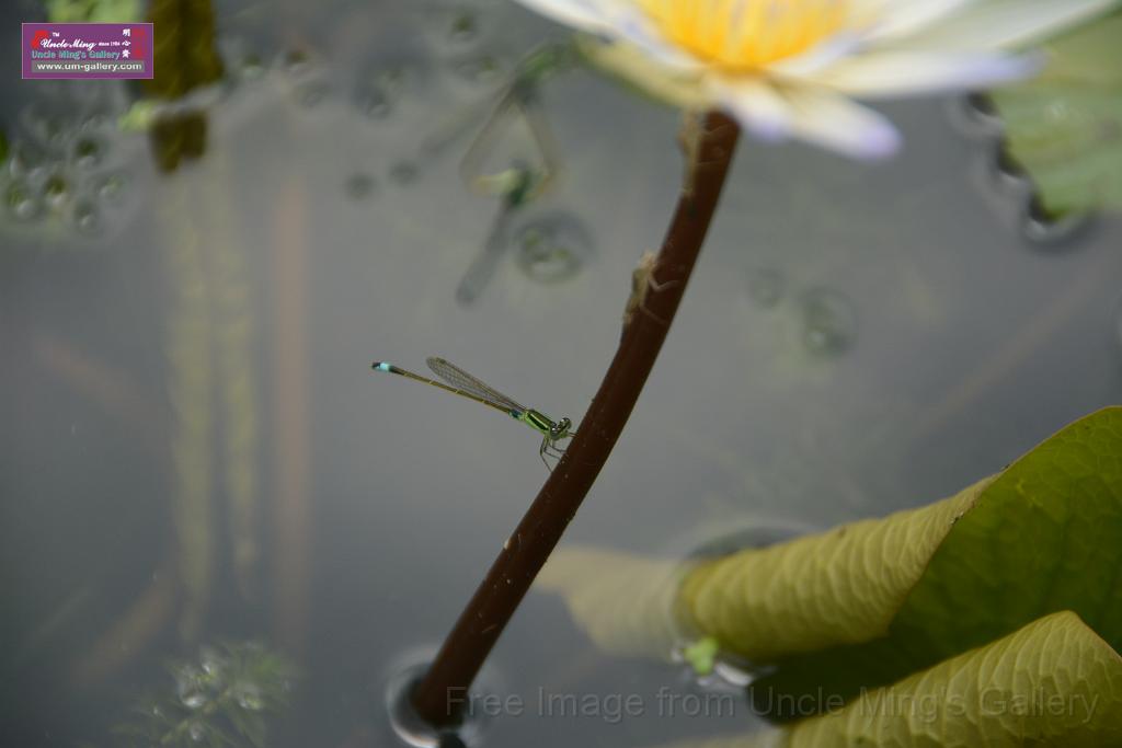 20180618lotus-hunghu_DSC_1635.JPG