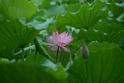 20180618lotus-hunghu_DSC_1536