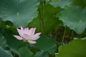 20180618lotus-hunghu_DSC_1584