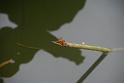 20180618lotus-hunghu_DSC_1598