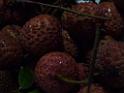 20130621fruit-laichee_P1130276