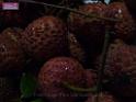 20130621fruit-laichee_P1130276