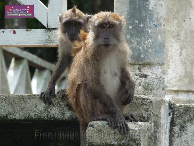 090410sm_langkawi_P1040616.JPG - They may be the only  speices of monkey knowing how to swim in the world.