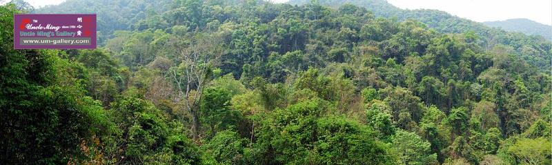 rain_forest_36x120in_web.jpg