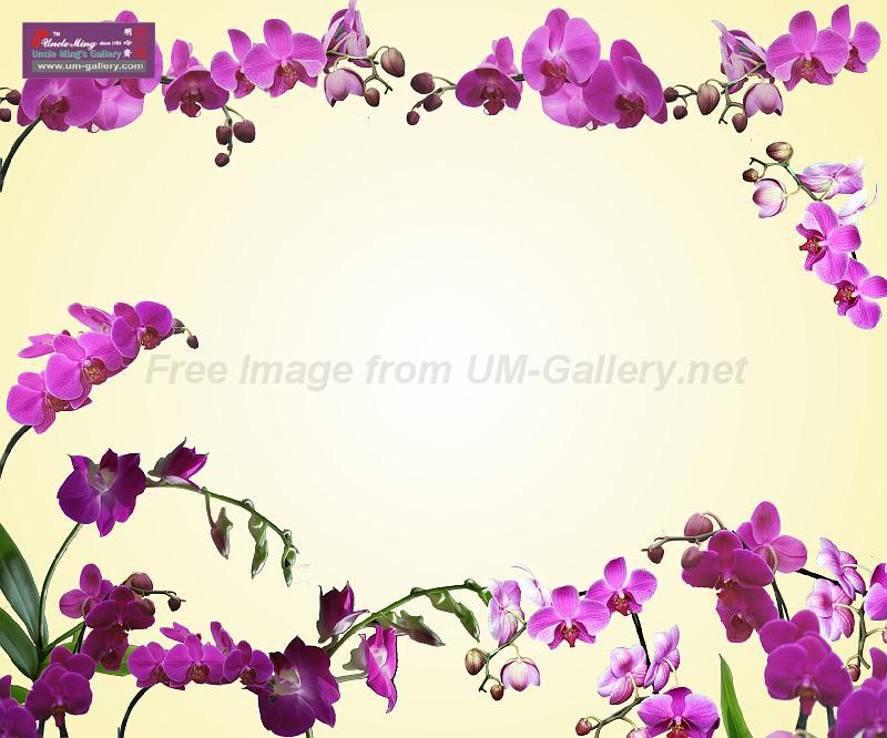 orchid_compose1c_xlp_preview.jpg