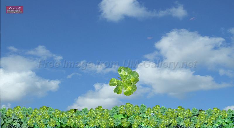 4leaf-clover-sky-230x420cm.jpg