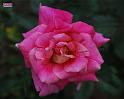 07rose01_96x78in_web