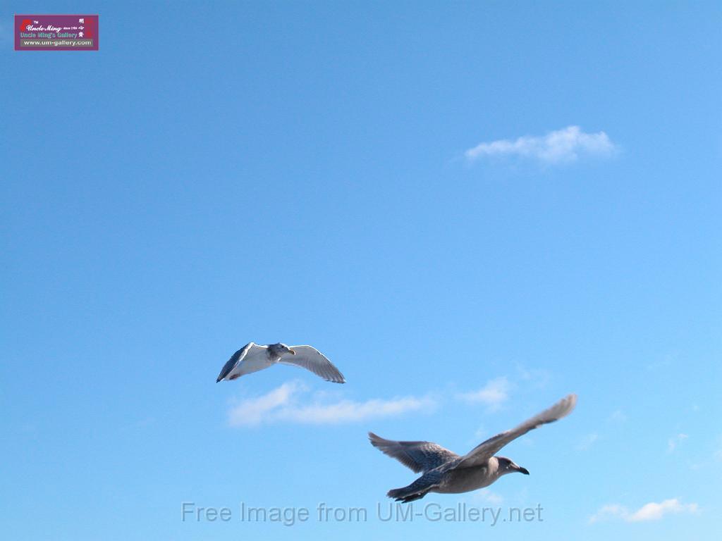 bird-couple.jpg