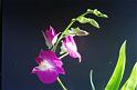 89orchid_12