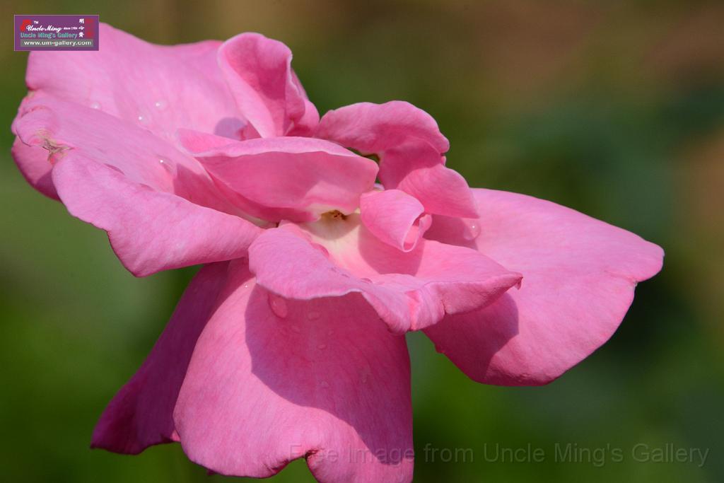 20180401flowers-taipo-park_DSC_1147.JPG