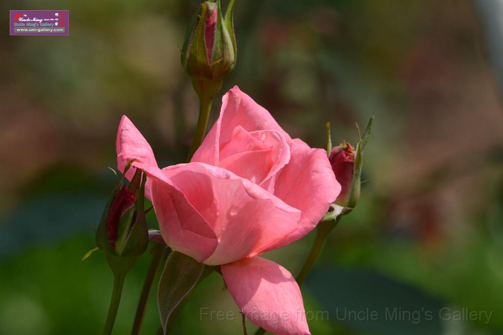 20180401flowers-taipo-park_DSC_1152.JPG