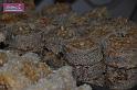 091225sf_chaozhou_DSC_0193