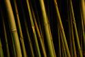 100327_floral_exhi_DSC_0089