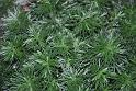 100327_floral_exhi_DSC_0115