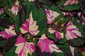 100327_floral_exhi_DSC_0123